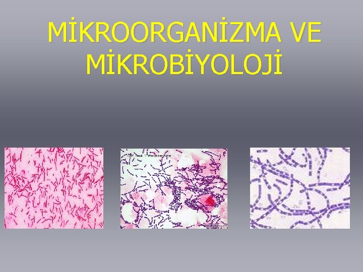 MİKROORGANİZMA VE MİKROBİYOLOJİ 