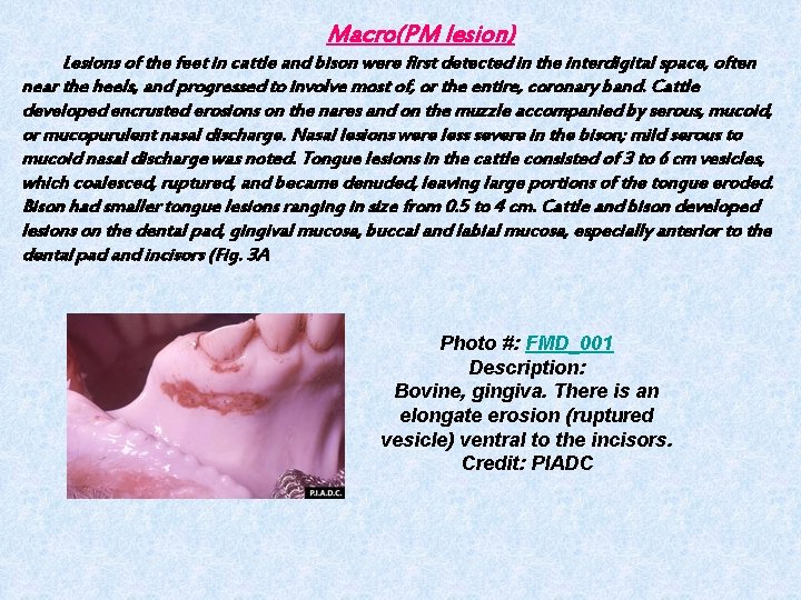 Macro(PM lesion) Lesions of the feet in cattle and bison were first detected in