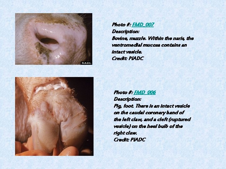 Photo #: FMD_007 Description: Bovine, muzzle. Within the naris, the ventromedial mucosa contains an