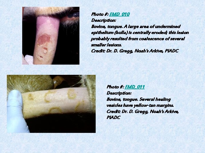 Photo #: FMD_010 Description: Bovine, tongue. A large area of undermined epithelium (bulla) is