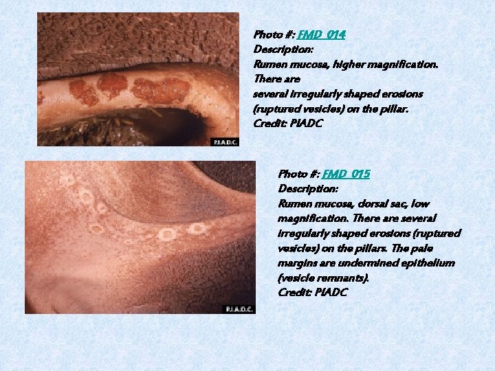 Photo #: FMD_014 Description: Rumen mucosa, higher magnification. There are several irregularly shaped erosions