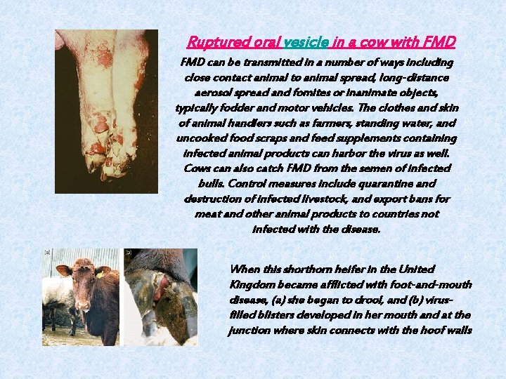 Ruptured oral vesicle in a cow with FMD can be transmitted in a number