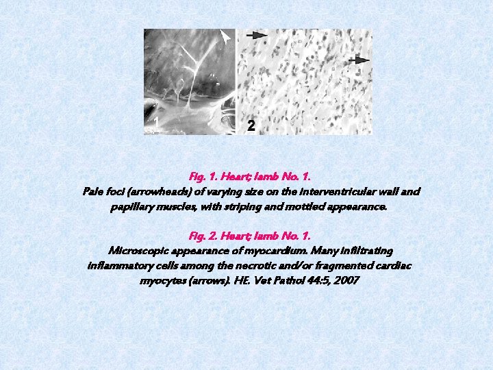 Fig. 1. Heart; lamb No. 1. Pale foci (arrowheads) of varying size on the