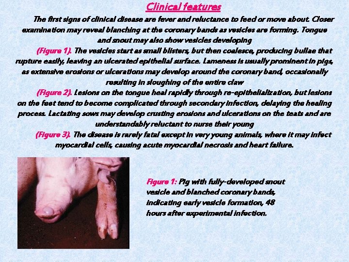 Clinical features The first signs of clinical disease are fever and reluctance to feed