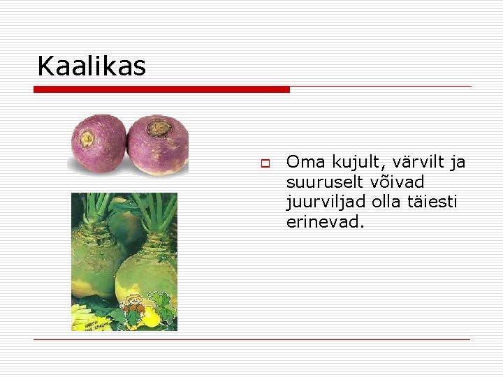 Kaalikas o Oma kujult, värvilt ja suuruselt võivad juurviljad olla täiesti erinevad. 