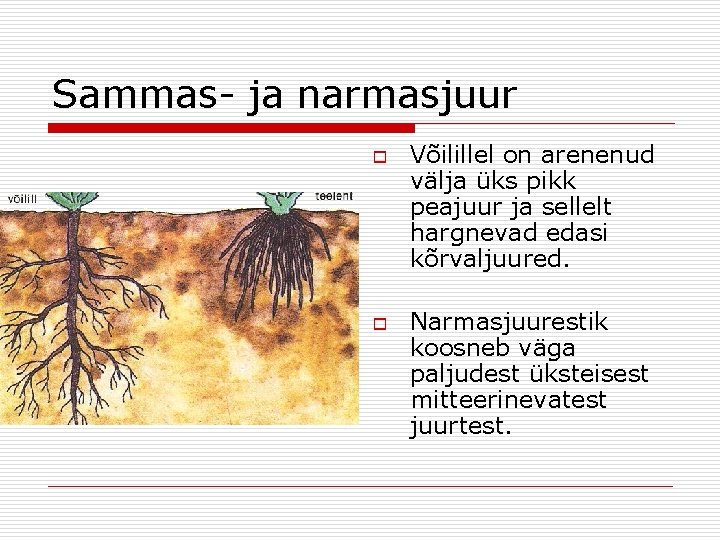 Sammas- ja narmasjuur o o Võilillel on arenenud välja üks pikk peajuur ja sellelt