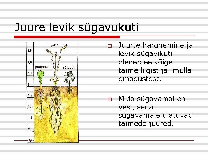 Juure levik sügavukuti o o Juurte hargnemine ja levik sügavikuti oleneb eelkõige taime liigist