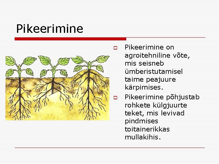 Pikeerimine o o Pikeerimine on agroitehniline võte, mis seisneb ümberistutamisel taime peajuure kärpimises. Pikeerimine