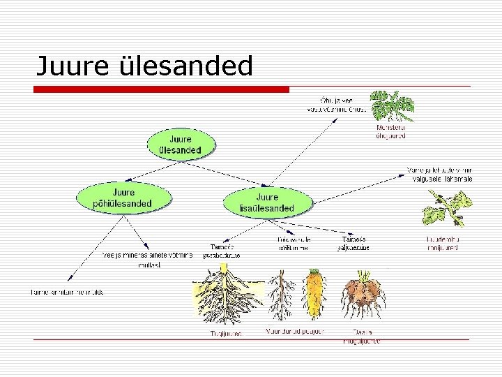 Juure ülesanded 