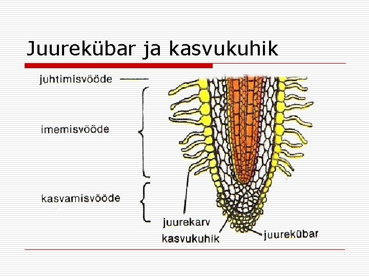 Juurekübar ja kasvukuhik 