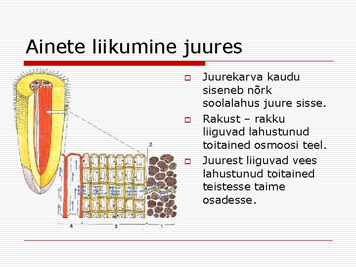 Ainete liikumine juures o o o Juurekarva kaudu siseneb nõrk soolalahus juure sisse. Rakust