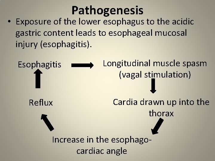Pathogenesis • Exposure of the lower esophagus to the acidic gastric content leads to