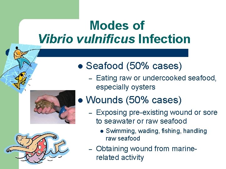 Modes of Vibrio vulnificus Infection l Seafood (50% cases) – l Eating raw or