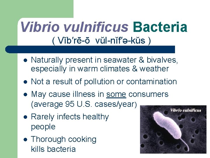 Vibrio vulnificus Bacteria ( Vĭb′rē-ō vŭl-nĭf′ә-kŭs ) l Naturally present in seawater & bivalves,