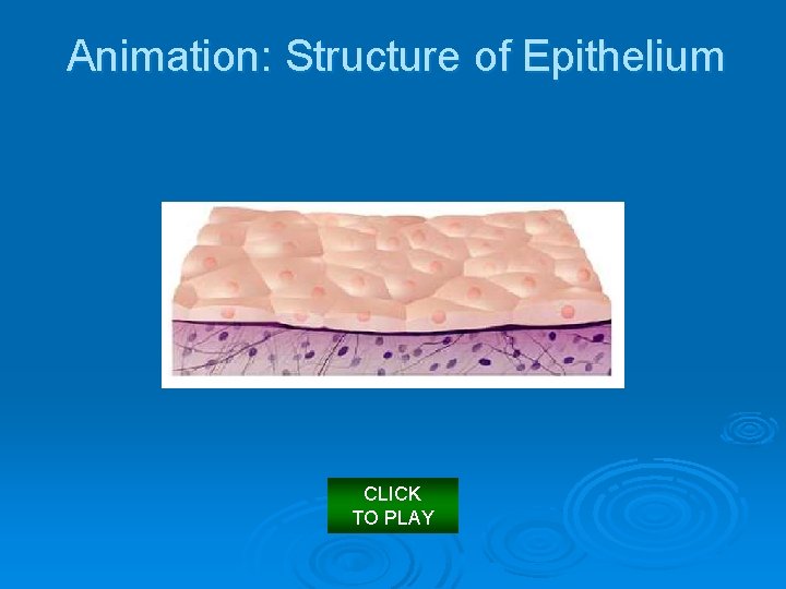 Animation: Structure of Epithelium CLICK TO PLAY 