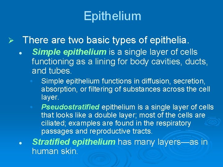 Epithelium There are two basic types of epithelia. Ø l Simple epithelium is a