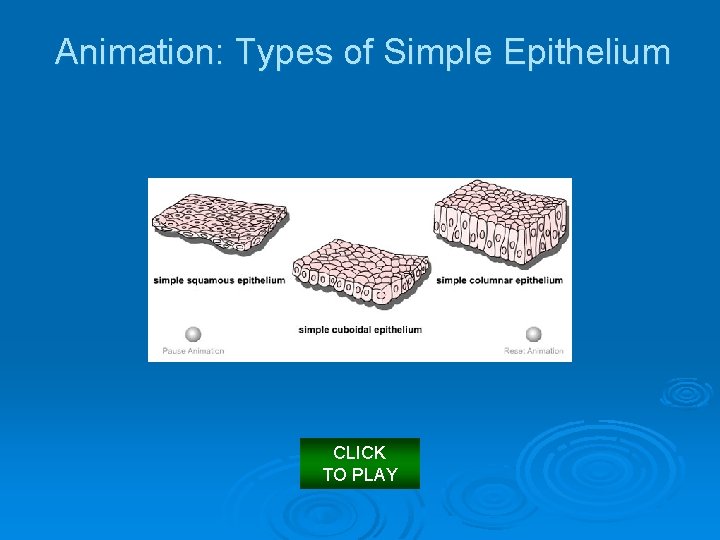 Animation: Types of Simple Epithelium CLICK TO PLAY 
