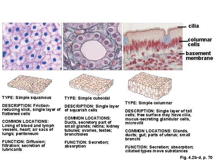 cilia columnar cells basement membrane TYPE: Simple squamous TYPE: Simple cuboidal DESCRIPTION: Friction. DESCRIPTION: