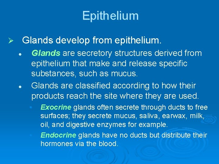 Epithelium Glands develop from epithelium. Ø l l Glands are secretory structures derived from