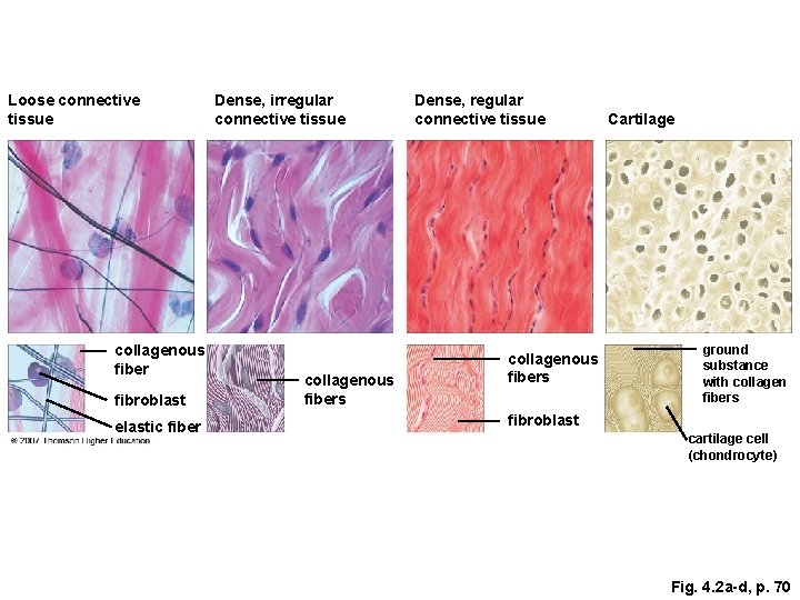 Loose connective tissue collagenous fiber fibroblast elastic fiber Dense, irregular connective tissue collagenous fibers