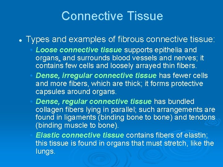 Connective Tissue l Types and examples of fibrous connective tissue: • Loose connective tissue