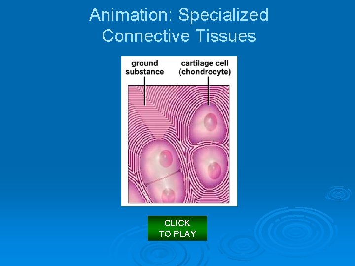 Animation: Specialized Connective Tissues CLICK TO PLAY 