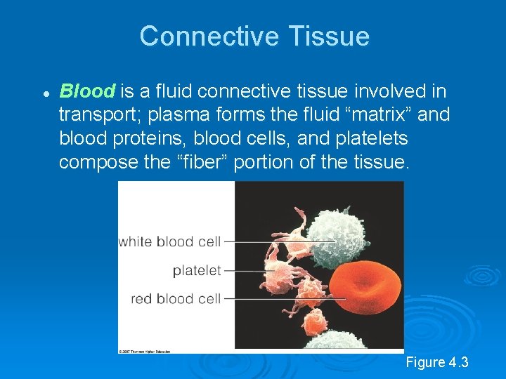 Connective Tissue l Blood is a fluid connective tissue involved in transport; plasma forms