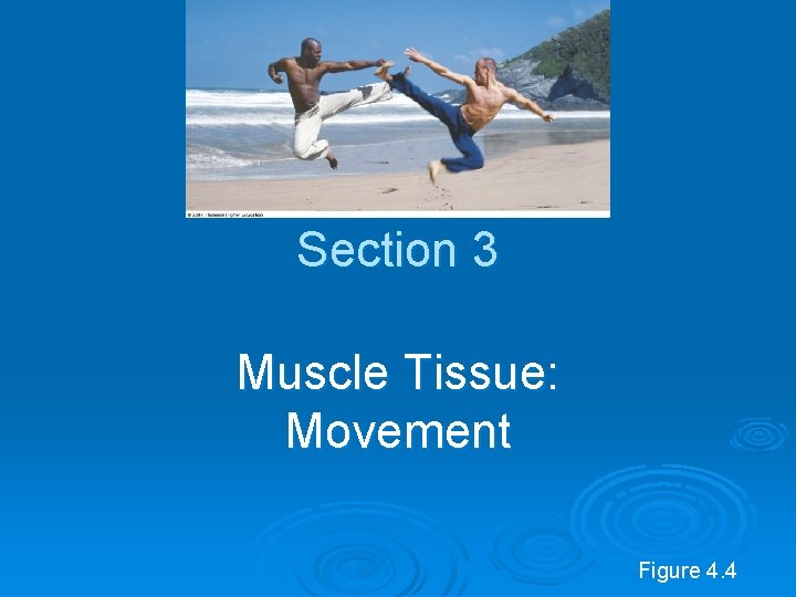 Section 3 Muscle Tissue: Movement Figure 4. 4 
