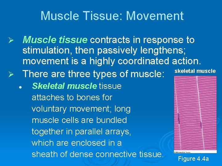 Muscle Tissue: Movement Muscle tissue contracts in response to stimulation, then passively lengthens; movement