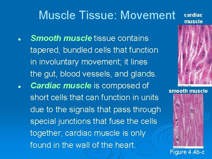 Muscle Tissue: Movement l l Smooth muscle tissue contains tapered, bundled cells that function