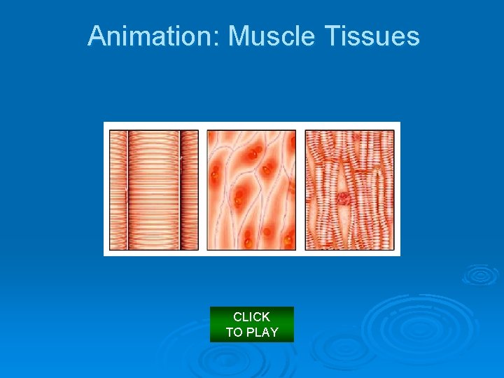 Animation: Muscle Tissues CLICK TO PLAY 