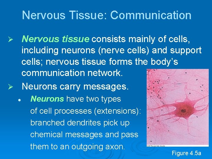 Nervous Tissue: Communication Nervous tissue consists mainly of cells, including neurons (nerve cells) and