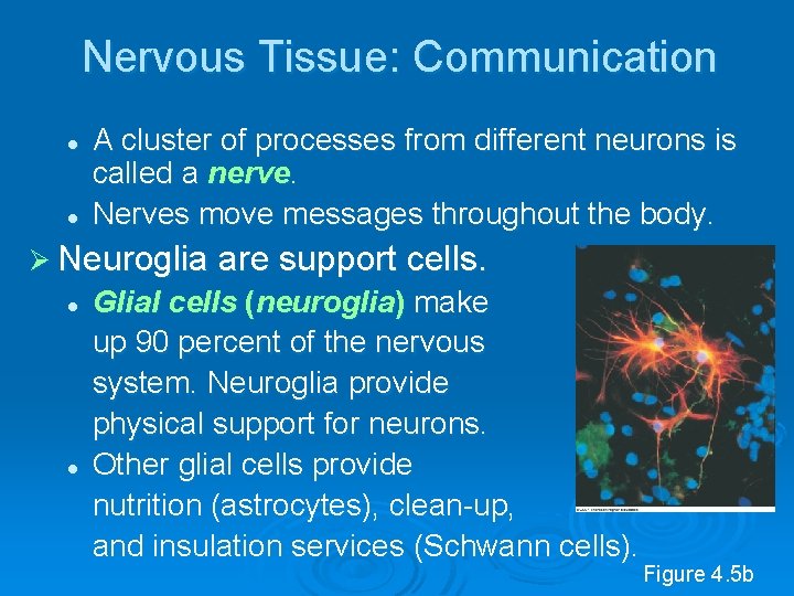 Nervous Tissue: Communication l l A cluster of processes from different neurons is called