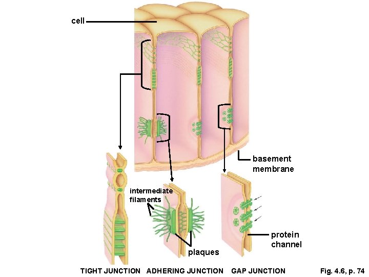 cell basement membrane intermediate filaments plaques TIGHT JUNCTION ADHERING JUNCTION protein channel GAP JUNCTION