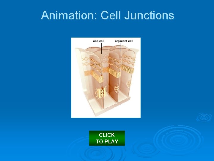 Animation: Cell Junctions CLICK TO PLAY 