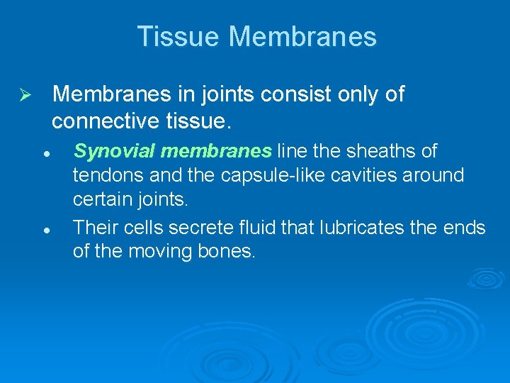 Tissue Membranes in joints consist only of connective tissue. Ø l l Synovial membranes