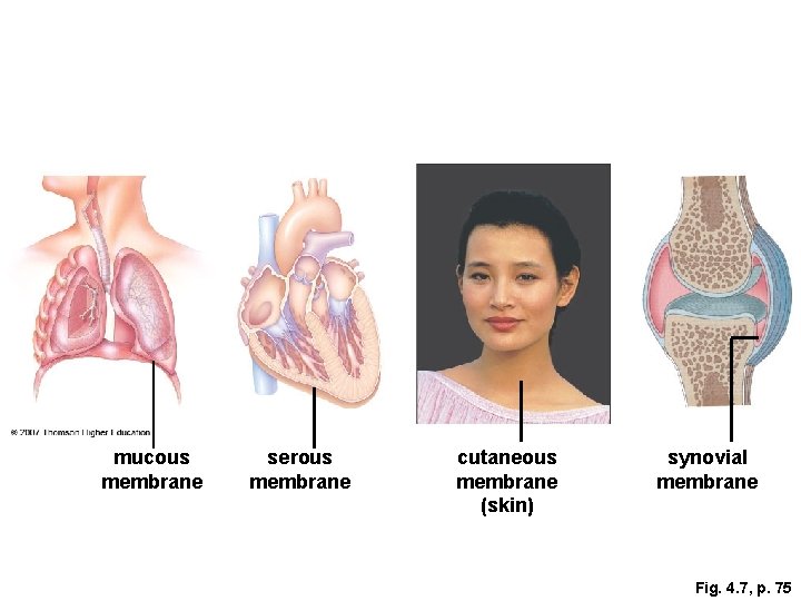 mucous membrane serous membrane cutaneous membrane (skin) synovial membrane Fig. 4. 7, p. 75