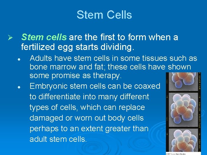 Stem Cells Stem cells are the first to form when a fertilized egg starts