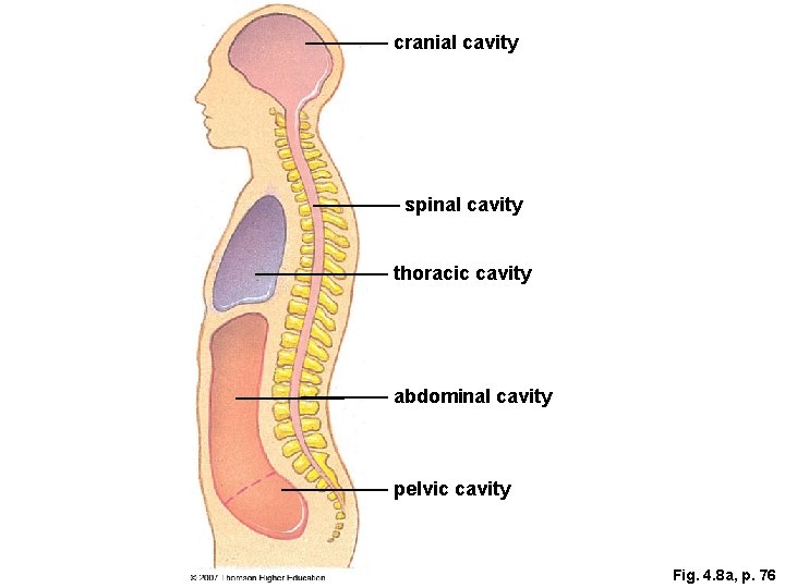 cranial cavity spinal cavity thoracic cavity abdominal cavity pelvic cavity Fig. 4. 8 a,
