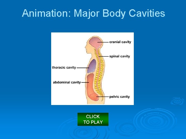 Animation: Major Body Cavities CLICK TO PLAY 