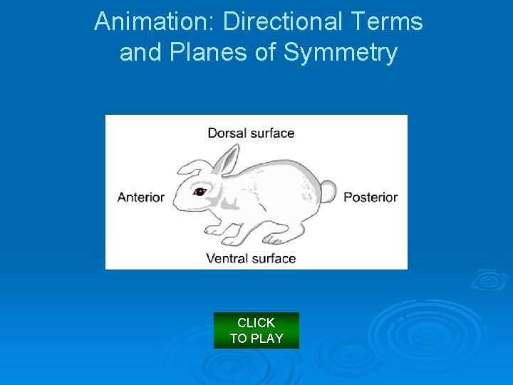 Animation: Directional Terms and Planes of Symmetry CLICK TO PLAY 