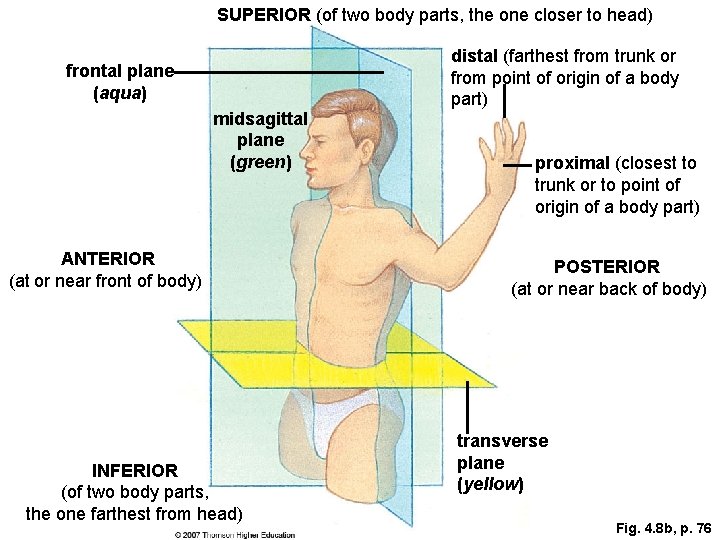 SUPERIOR (of two body parts, the one closer to head) frontal plane (aqua) midsagittal