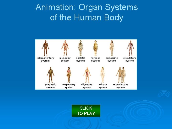Animation: Organ Systems of the Human Body CLICK TO PLAY 