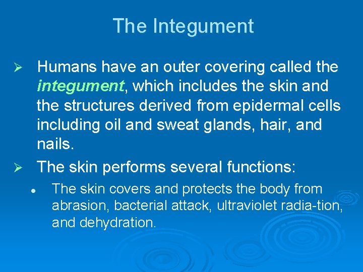 The Integument Humans have an outer covering called the integument, which includes the skin