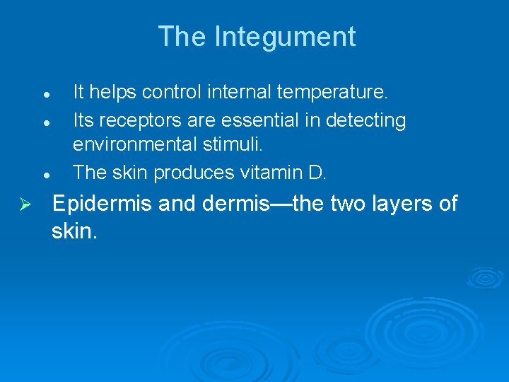 The Integument l l l Ø It helps control internal temperature. Its receptors are