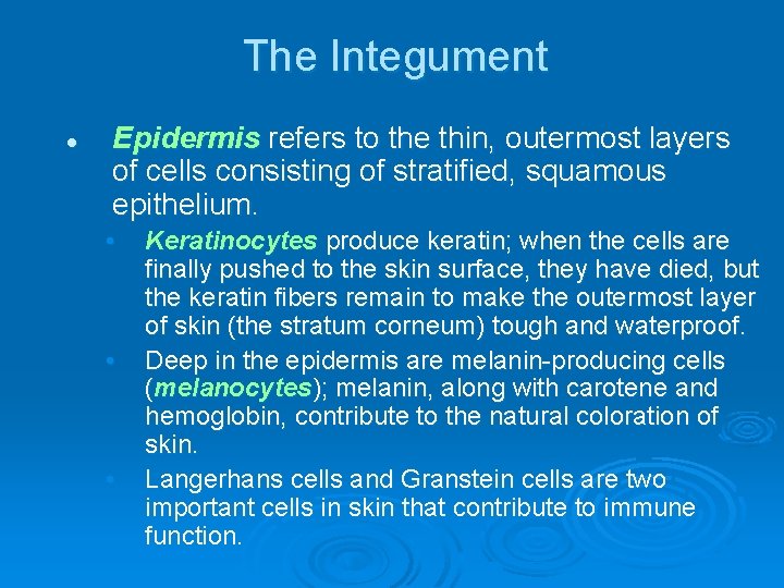 The Integument l Epidermis refers to the thin, outermost layers of cells consisting of