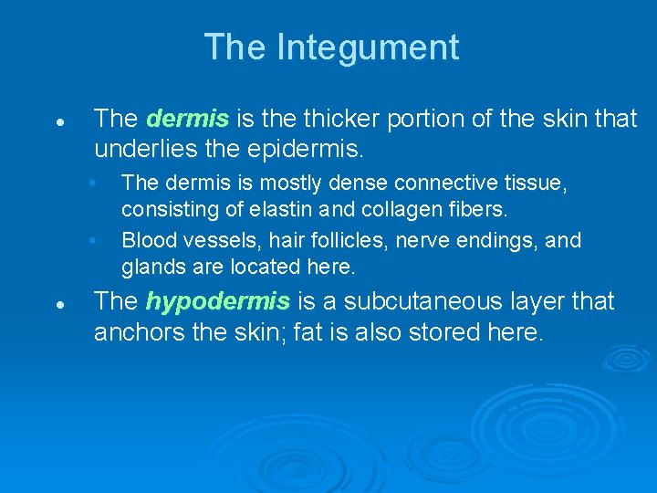 The Integument l The dermis is the thicker portion of the skin that underlies