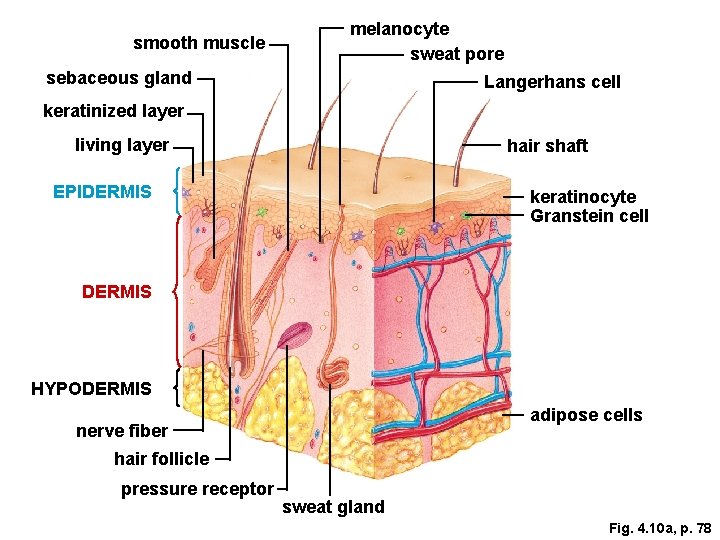 smooth muscle melanocyte sweat pore sebaceous gland Langerhans cell keratinized layer living layer hair