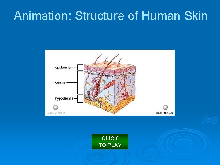 Animation: Structure of Human Skin CLICK TO PLAY 