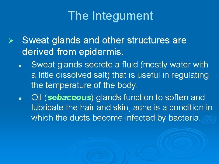 The Integument Sweat glands and other structures are derived from epidermis. Ø l l